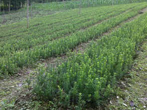 北川羌族自治县夏禹林苗木种植专业合作社