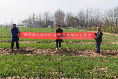 扁桃苗木种植需要多少成本,收益怎么样