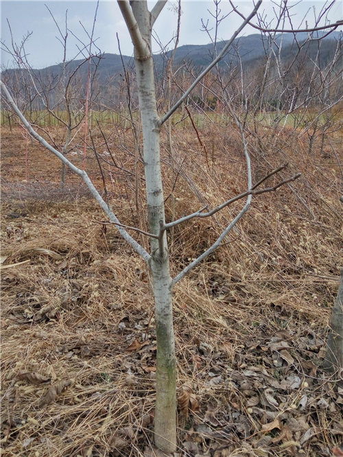 种植核桃苗报价 厂家