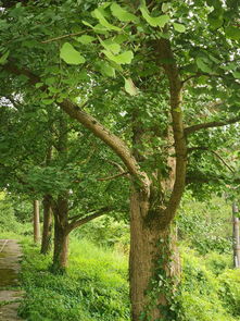 四川苗木种植基地 渠县常青苗木有有限责任公司