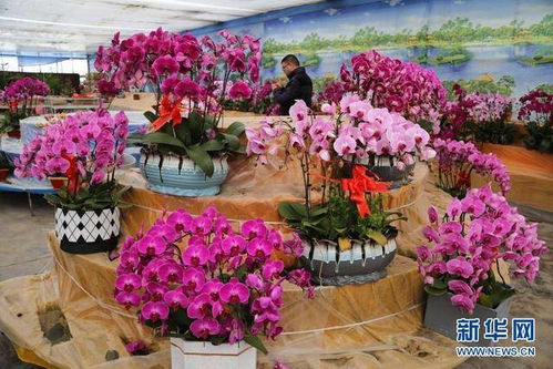 甘肃临洮 花卉产业助增收