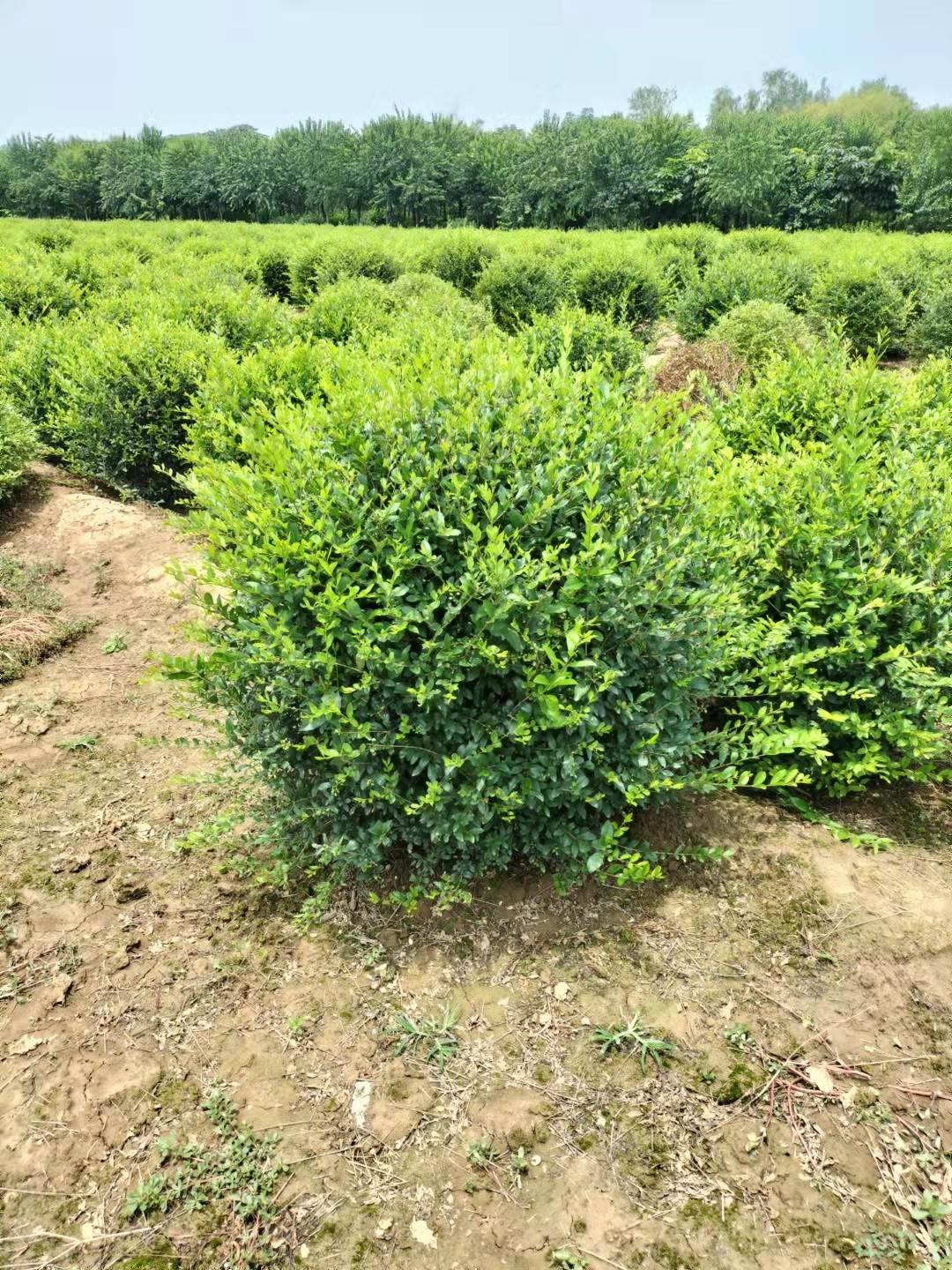 水蜡球-水蜡球价格/厂家/批发-武功县裕枫苗木种植农民专业合作社