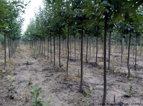 金昌绚丽海棠树种植基地 当天起苗装车 青州万绿苗木