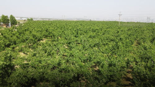 河南三门峡巴旦木种植基地苗木,实现万亩巴旦木种植