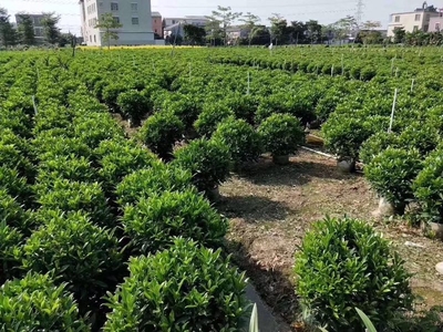 漳州苗木种植基地大量供应非洲茉莉球