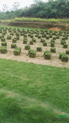 郴州市苏仙区景源苗木种植基地