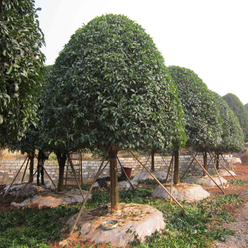 重庆市涪陵区奋进苗木种植场