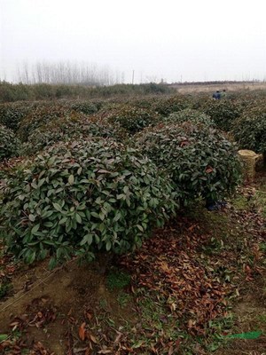 安徽滁州远东苗木专业种植销售雪松 广玉兰 香樟 女贞