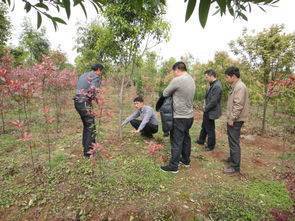 定州苗木种植达17.6万亩,成为华北地区最大的苗木生产基地,已引资本关注