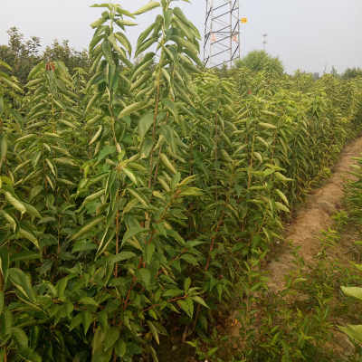 新闻 福建美早樱桃树苗 种植基地